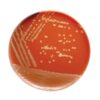 GC Agar Base , 500g , Himedia™