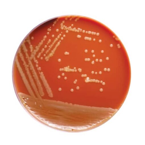 GC Agar Base , 500g , Himedia™