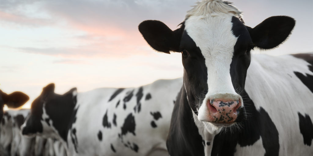 Dairy cow in field — subclinical ketosis detection Thailand BHB milk test strips