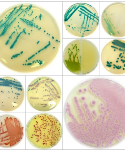 Chromatic-Cover-2 Liofilchem food pathogen detection media Thailand Chromatic Salmonella E coli Vibrio dehydrated 500g BCST