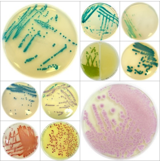 Chromatic-Cover-2 Liofilchem food pathogen detection media Thailand Chromatic Salmonella E coli Vibrio dehydrated 500g BCST