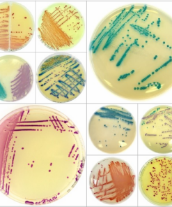 Chromatic-Cover Liofilchem food production hygiene monitoring media Thailand Chromatic Staph aureus MRSA Candida dehydrated agar BCST