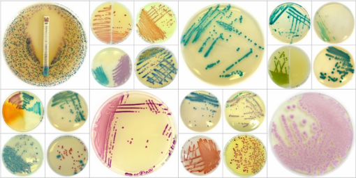 Chromatic-Cover Liofilchem food production hygiene monitoring media Thailand Chromatic Staph aureus MRSA Candida dehydrated agar BCST